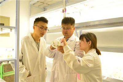 山东农大科研团队在大豆基因组领域取得重要突破